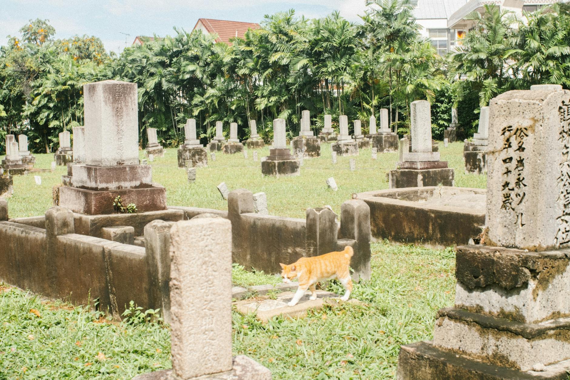 Comparing Grave Plot Prices: Finding the Best Deals
