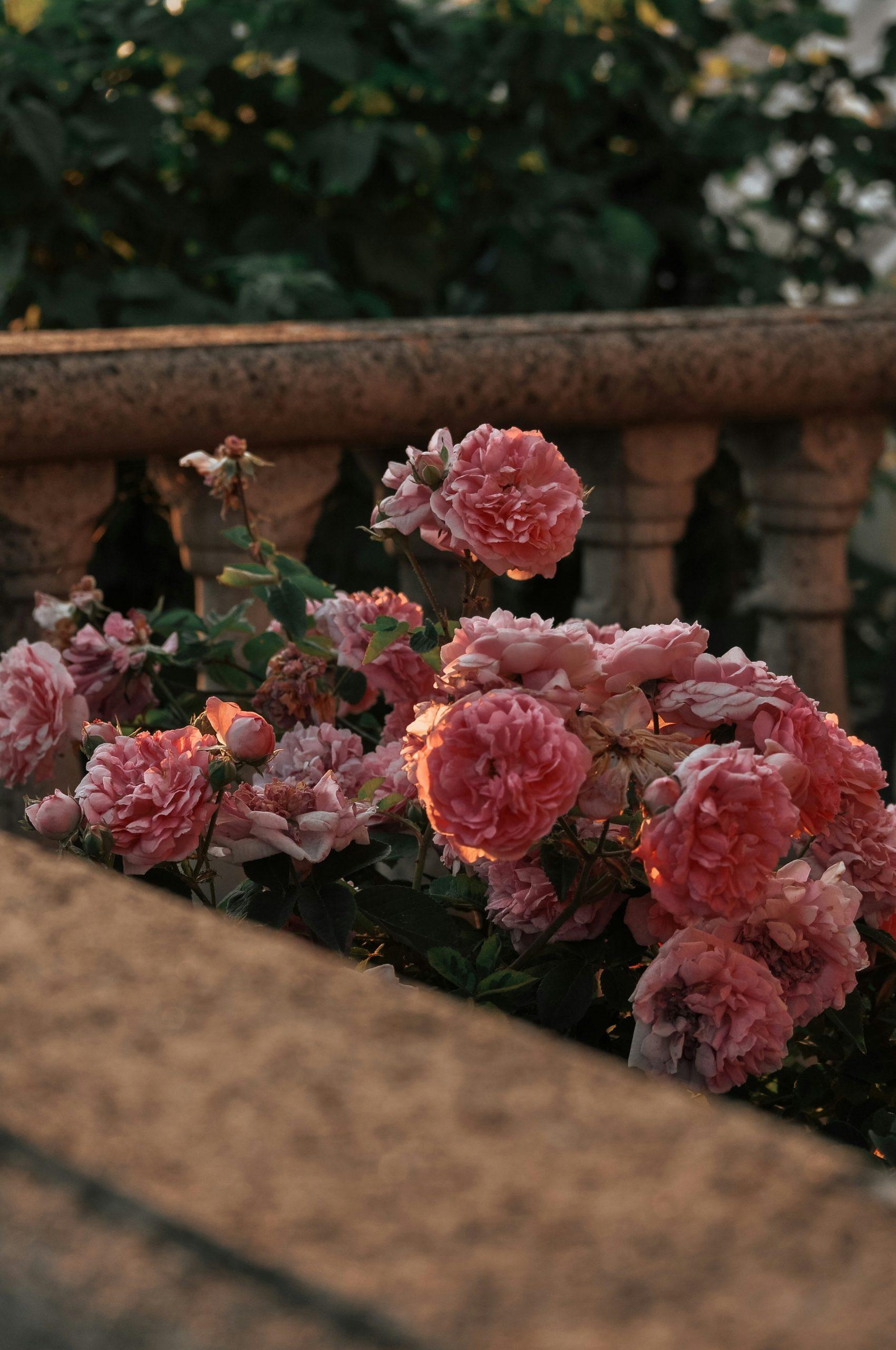 Grave Roses Grave Roses