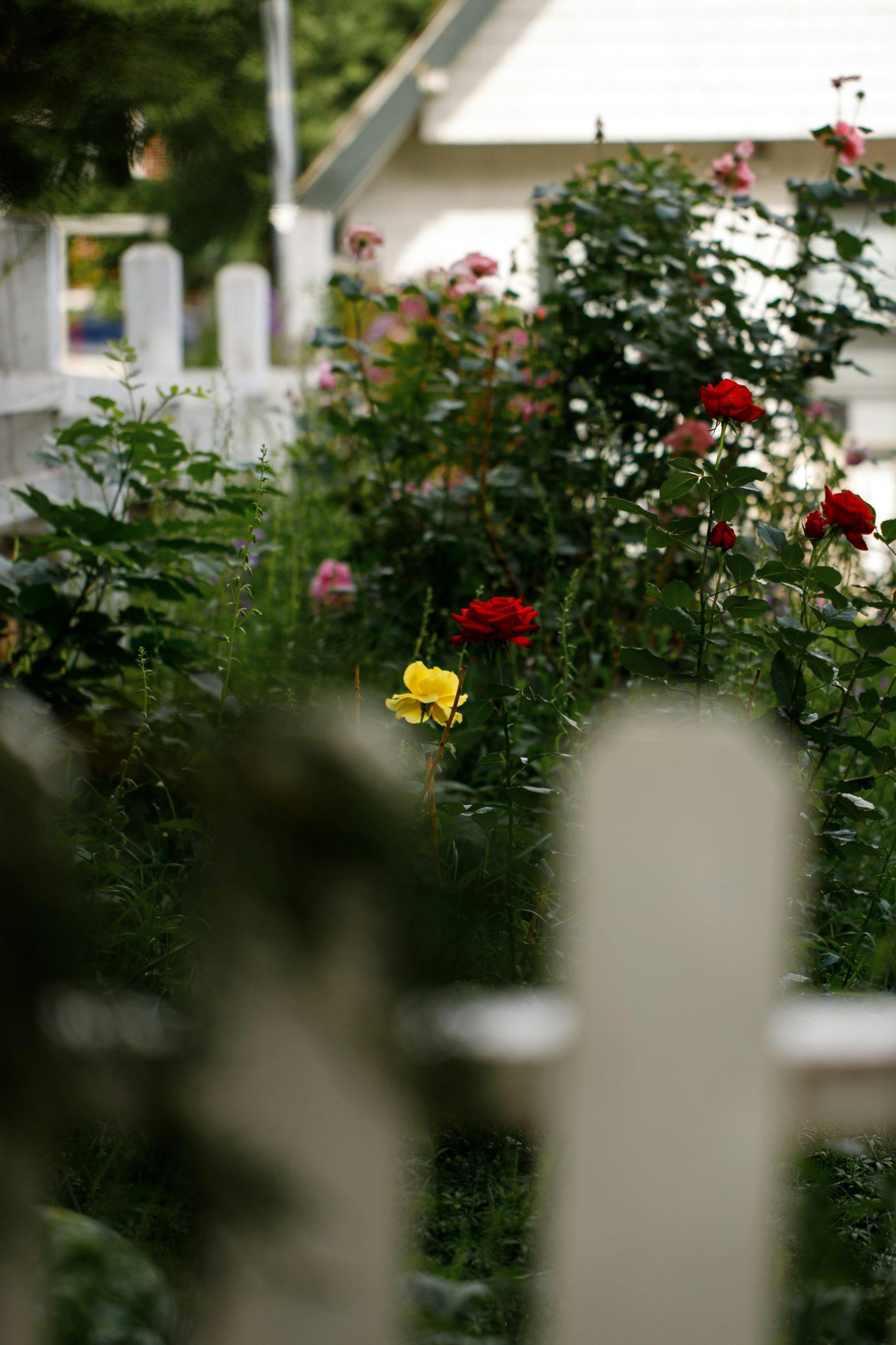 Grave Roses Grave Roses