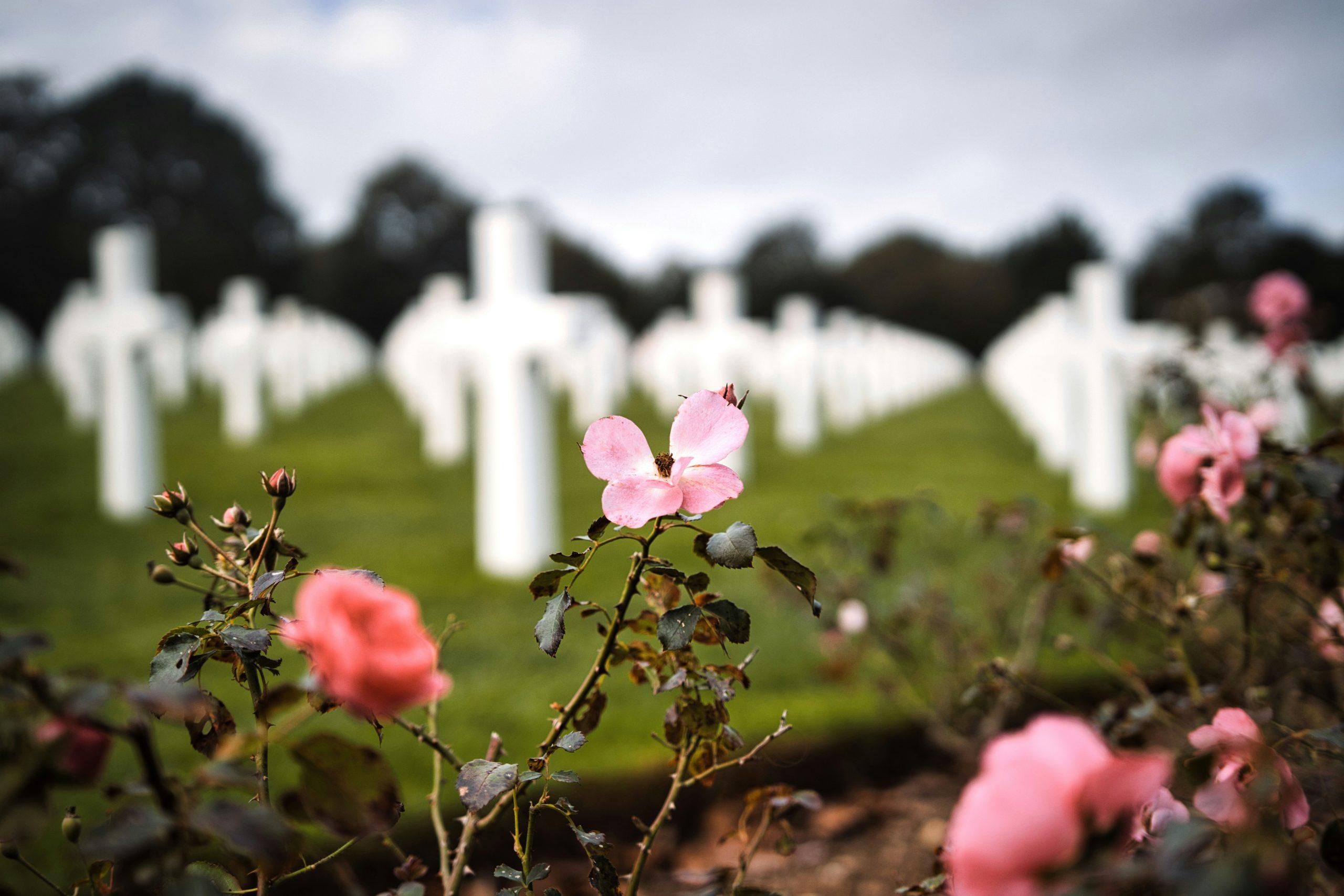 Grave Roses