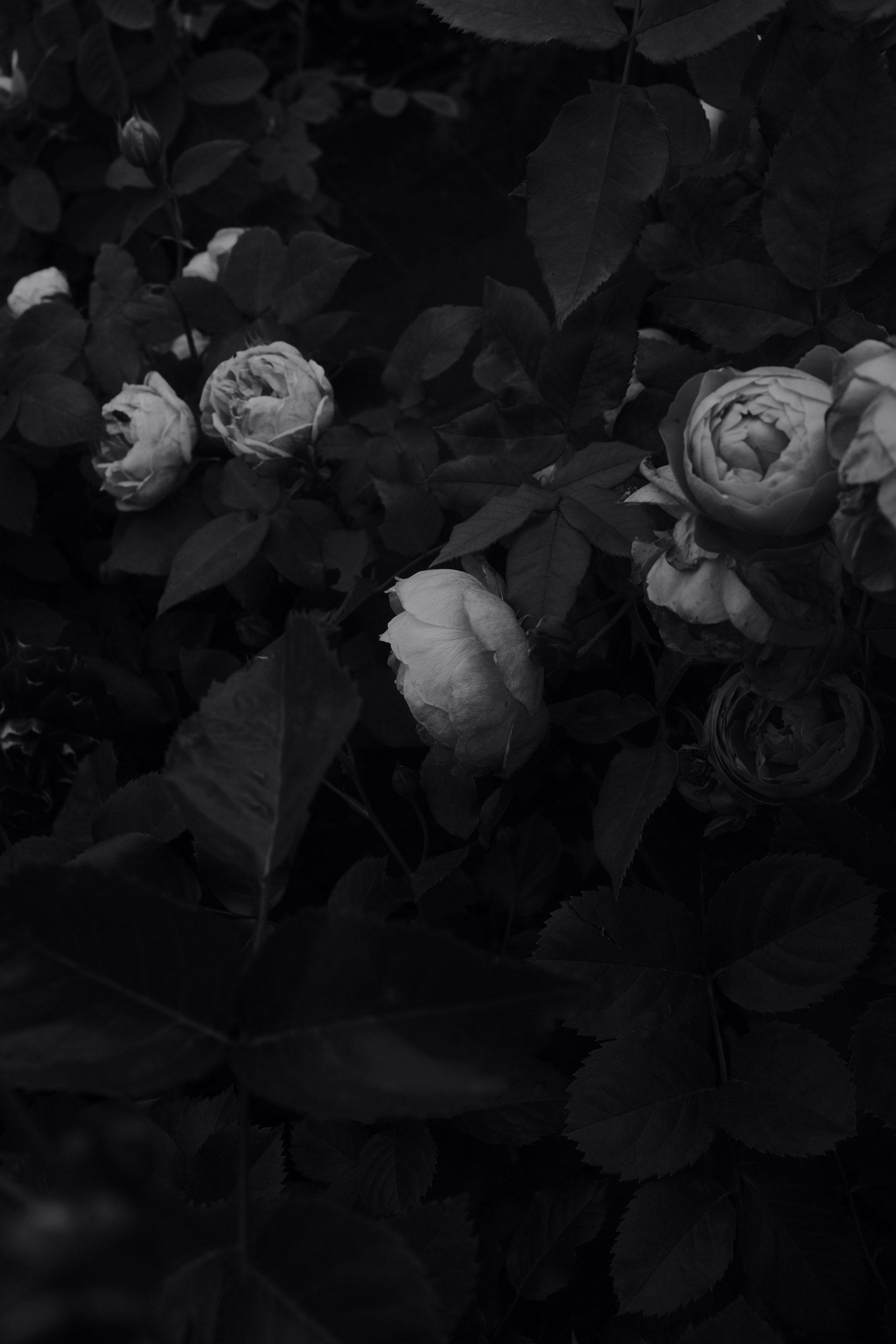 Grave Roses