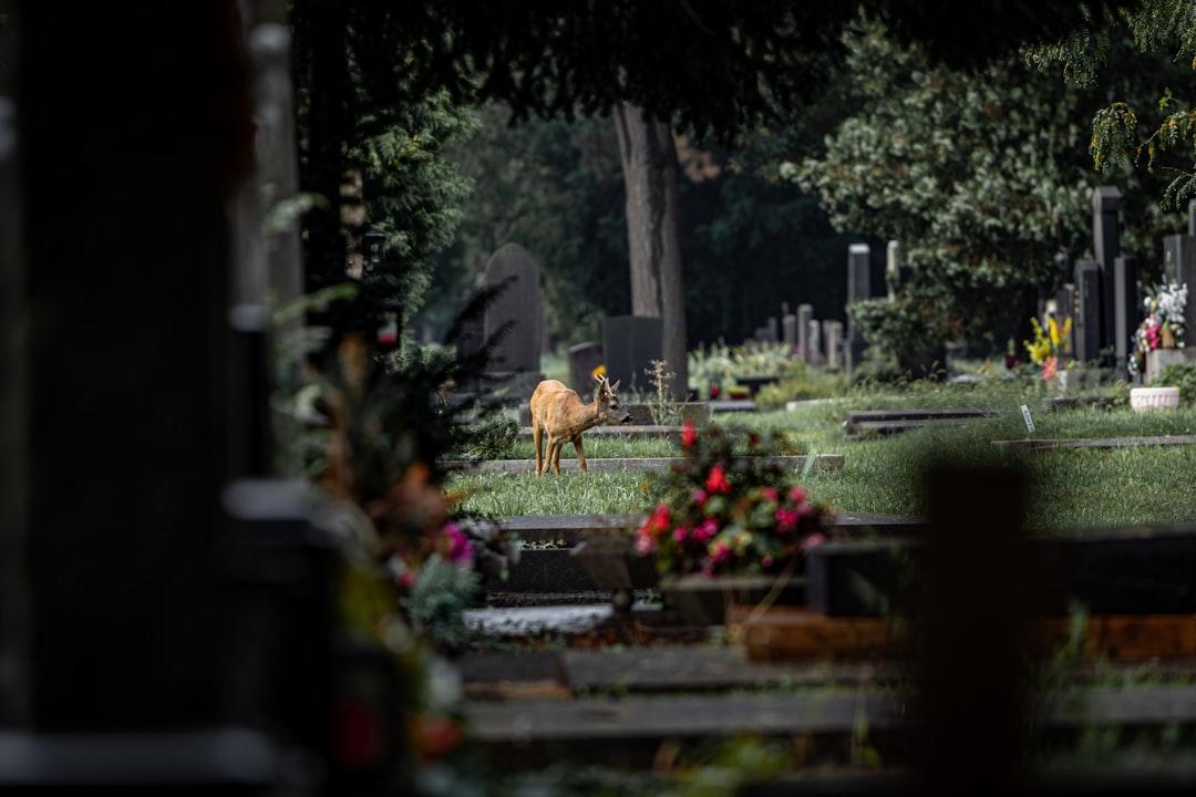 Unique Grave Headstone Ideas to Honor Your Loved Ones