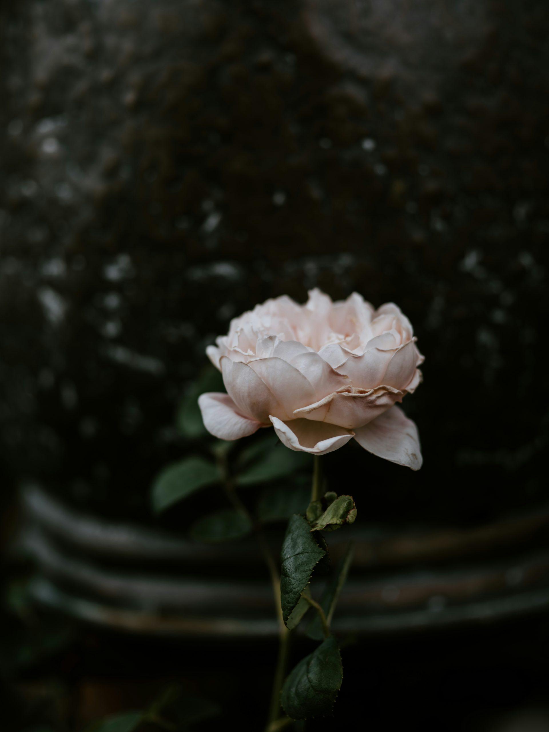 Grave Rose