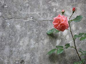The Role of Grave Roses in 2026 Memorials